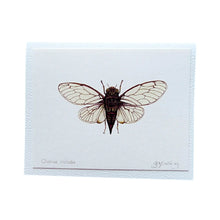 Cicada greeting card from original watercolour painting by Ōtautahi Christchurch artist Jo Ewing.