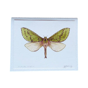Puriri Moth greeting card from original watercolour painting by Ōtautahi Christchurch artist Jo Ewing.