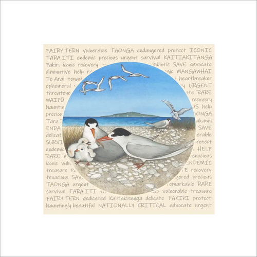 Tara Iti / New Zealand Fairy Tern Print