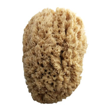 Natural, organic sustainable sea sponge for bath, body and shower.