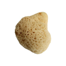 Natural, organic sustainable sea sponge for washing your face, applying makeup or even adding texture to a painting. White background.